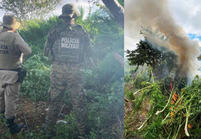 Polícia Militar erradica plantação de maconha no interior de Campo Formoso