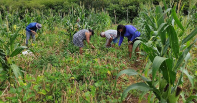 No Sertão nordestino, chuvas põem fim aos meses de seca e trazem de volta o verde às plantações No Sertão nordestino, chuvas põem fim aos meses de seca e trazem de volta o verde às plantações