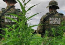 Ação policial erradica 3 plantações de maconha em Abaré e Juazeiro