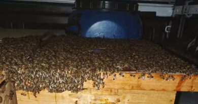 Quinze pessoas ficam feridas após ataque de abelhas em Capim Grosso