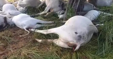 Raio causa morte de 16 cabeças de gado durante chuvas na Bahia