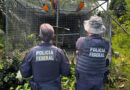 Policia Federal combate organização criminosa de tráfico de animais silvestres. Grupo teria planejado a captura de ararinhas-azuis