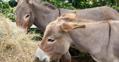 Especialistas apontam inviabilidade do abate de jumentos e pedem revisão judicial