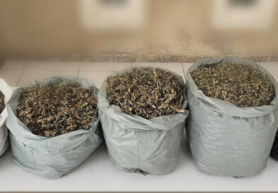 Polícia Militar realiza apreensão de drogas no interior de Campo Formoso Polícia Militar realiza apreensão de drogas no interior de Campo Formoso