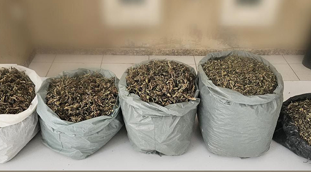 Polícia Militar realiza apreensão de drogas no interior de Campo Formoso