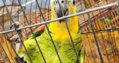 Tráfico de animais silvestres cresce e acende alerta ambiental Tráfico de animais silvestres cresce e acende alerta ambiental