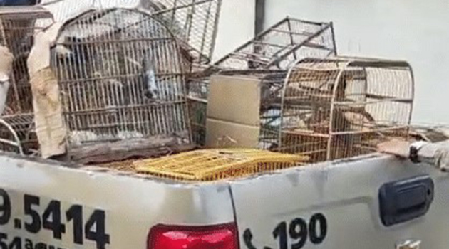 Polícia Militar resgata 71 aves silvestres mantidas em cativeiro no interior de Campo Formoso Polícia Militar resgata 71 aves silvestres mantidas em cativeiro no interior de Campo Formoso