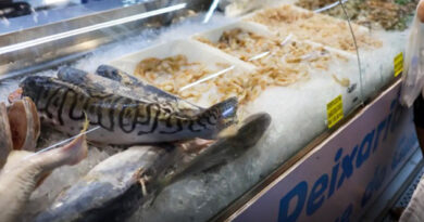 Vigilância Sanitária orienta sobre compra de pescado na Semana Santa Vigilância Sanitária orienta sobre compra de pescado na Semana Santa