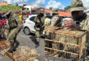 Quase 50 aves silvestres são resgatadas durante operação em feira livre na Bahia
