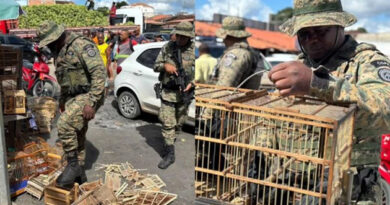 Quase 50 aves silvestres são resgatadas durante operação em feira livre na Bahia