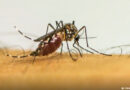 Seis cidades da Bahia estão em epidemia de dengue, diz Sesab; Saiba quais