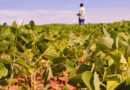 Governo lança Plano Safra com R$ 525 bi para fortalecer agricultura empresarial