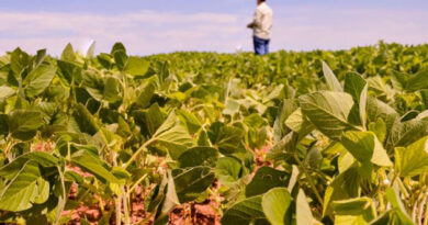 Governo lança Plano Safra com R$ 525 bi para fortalecer agricultura empresarial