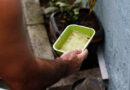 El Niño pode aumentar casos de chikungunya e dengue no Brasil