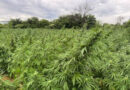 PF mira organização criminosa especializada no cultivo de maconha