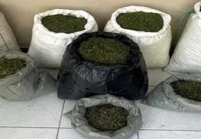 Polícia Militar localiza plantação de maconha e apreende arma em Campo Formoso