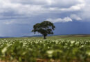 Crédito rural: Região Sul lidera liberação de recursos e Nordeste registra maior valor médio na safra 2026/2027 Crédito rural: Região Sul lidera liberação de recursos e Nordeste registra maior valor médio na safra 2026/2027