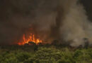 Incêndios florestais dobram no Amazonas em 2026, mas índice está abaixo da média histórica Incêndios florestais dobram no Amazonas em 2026, mas índice está abaixo da média histórica