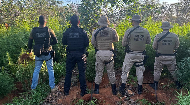 Operação integrada erradica mais de 22 mil pés de maconha em Campo Formoso