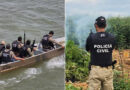 Ação conjunta erradica 2 mil pés de maconha em ilha no Rio São Francisco